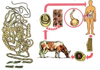Untuk cacing yang sangat umum, cacing pita sapi, sapi berfungsi sebagai inang perantara, dan seseorang adalah yang terakhir. 