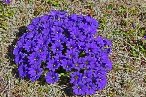 akar demam dari parasit dalam tubuh