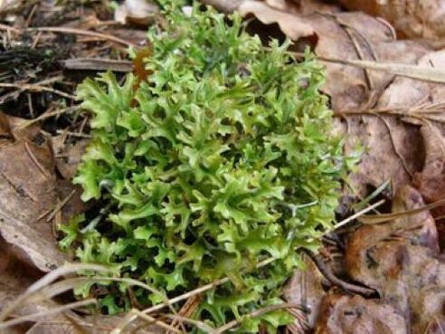 cetraria dari parasit dalam tubuh