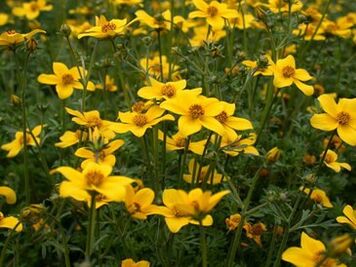 serangkaian parasit dalam tubuh