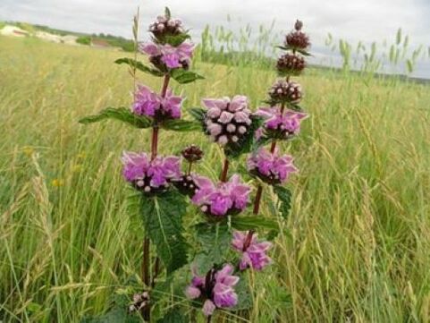 tanaman bijih besi dari parasit dalam tubuh