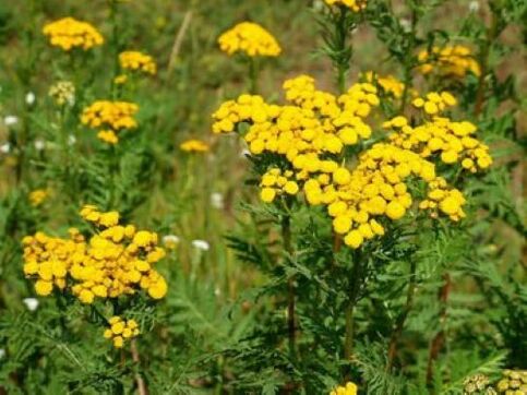 tansy dari parasit dalam tubuh manusia