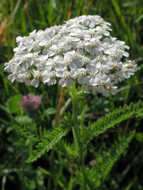 yarrow melawan parasit dalam tubuh