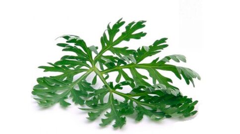 wormwood untuk menghilangkan parasit dari tubuh