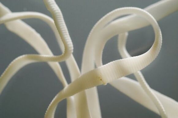 Ascaris merupakan salah satu jenis nematoda yang termasuk dalam ordo cacing gelang