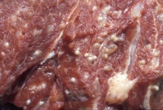 Daging yang terkontaminasi trichinella - parasit berbahaya